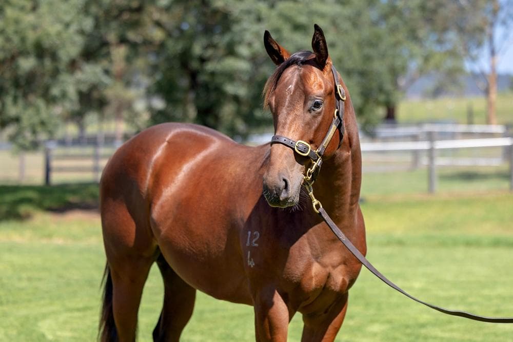 Wild Ruler / Cuban Twist Colt '24