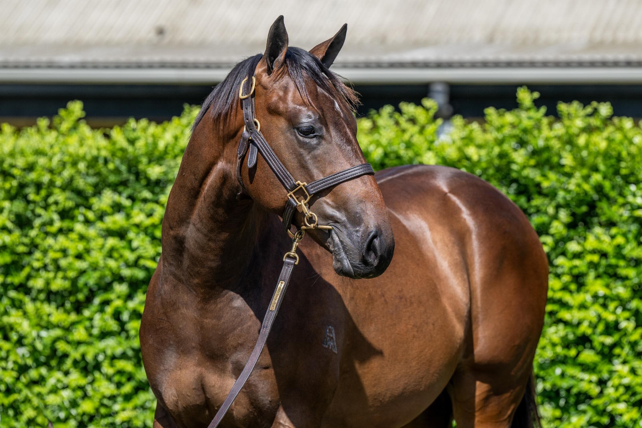 Hitotsu / Euro Chic Colt '24