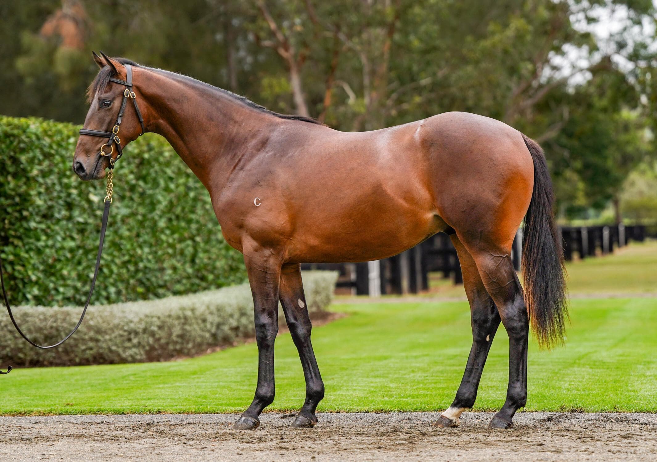 Kingman / Our New Buddy Colt '24