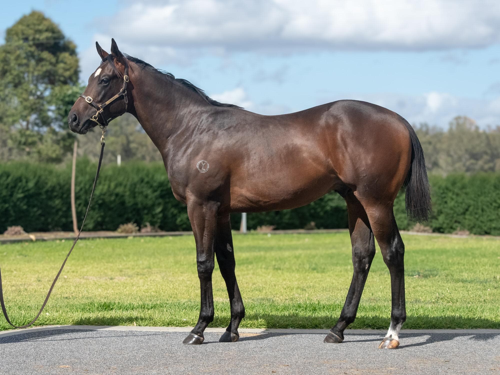 Alabama Express / Riduna Colt '24