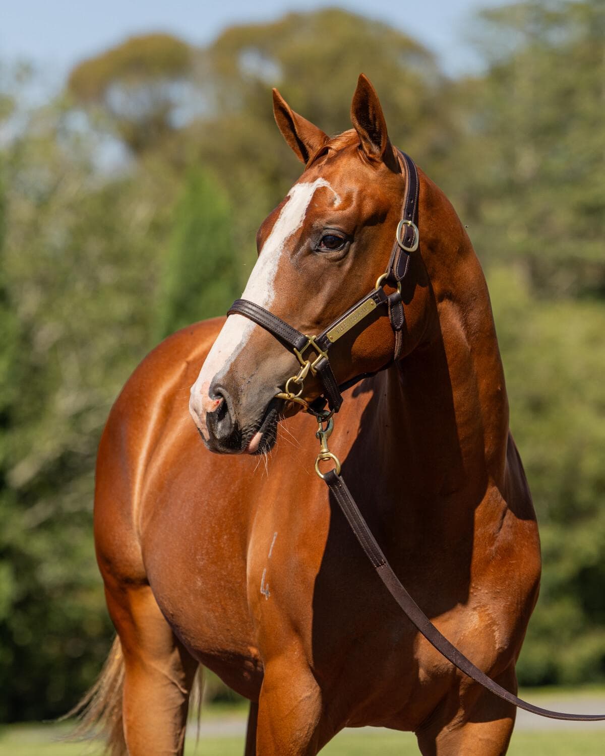 Russian Revolution / First Seal Filly '24