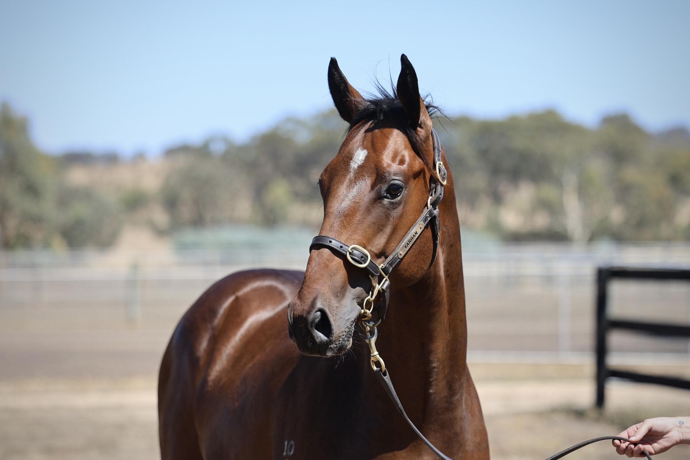 Rich Enuff / Streetcar Express Colt '24