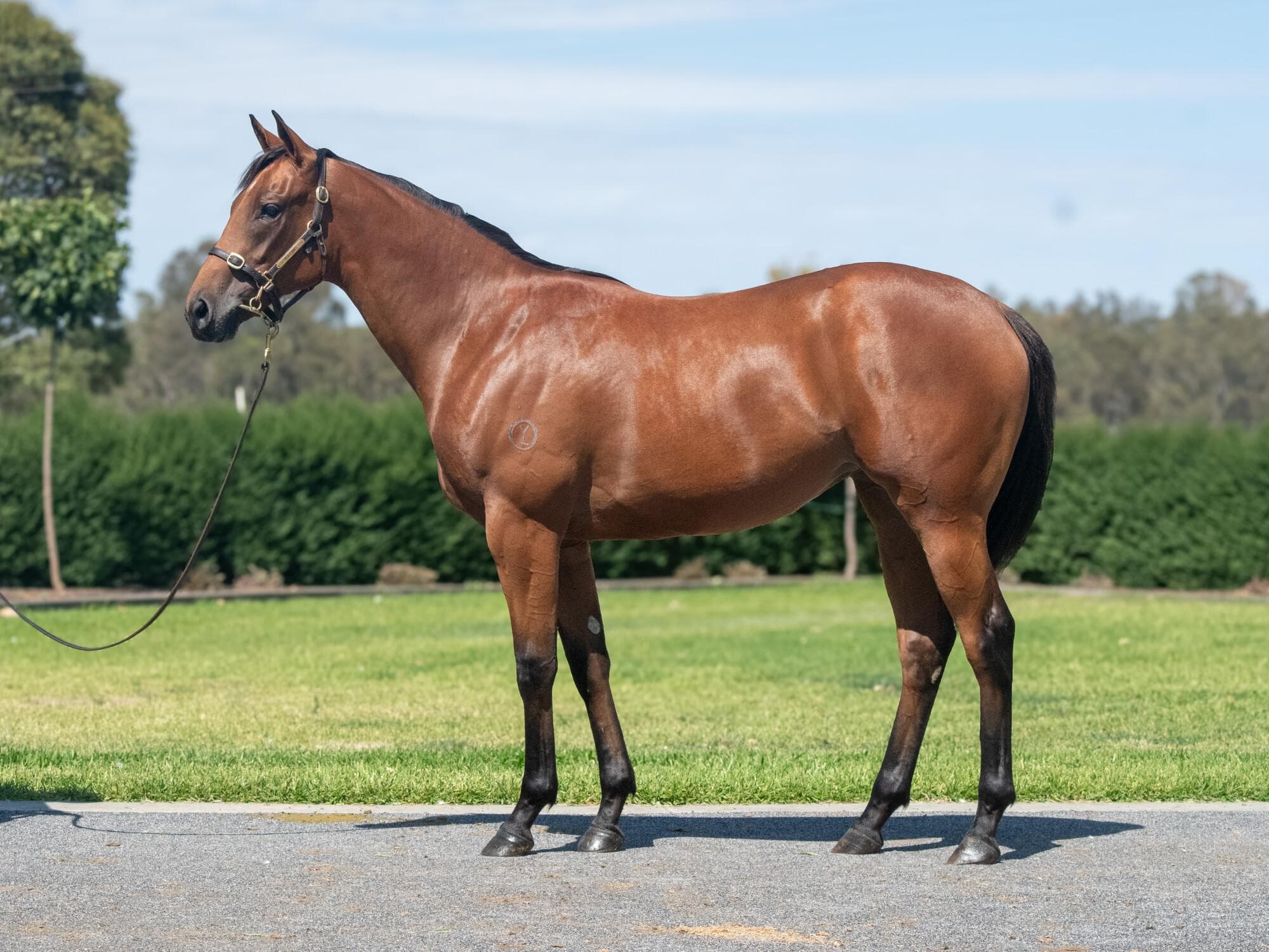 Alabama Express / Sweet Anna Filly '24
