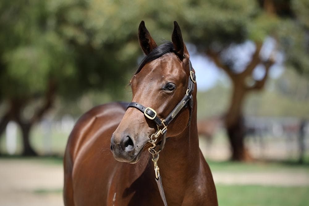 Best of Bordeaux / The Amazing Tahlia Filly '24