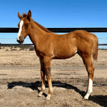 Tiger of Malay x Cherokee Rose '24