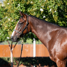 Dundeel / Intelligentsia Filly '24