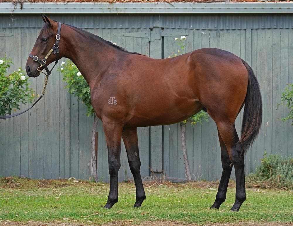 Doubtland / Tennessee Pearl Colt '24