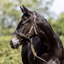 Better Than Ready / Charging Ahead Filly '25
